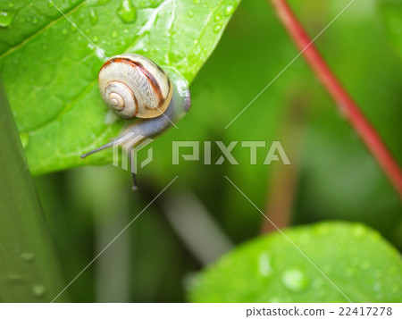 Snail Snail 22417278