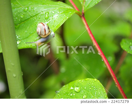 Snail Snail 22417279