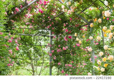 Kawashima cho Heisei no Mori Park Small diameter of the rose Kawashima cho Heisei no Mori Park Small diameter of the rose 22417280