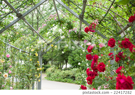 Kawashima cho Heisei no Mori Park Small diameter of the rose Kawashima cho Heisei no Mori Park Small diameter of the rose 22417282