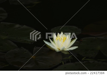 Water lily 22417384