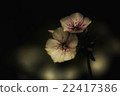花 22417386