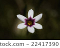 Niwazekishou 22417390