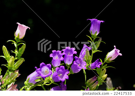 Campanula 22417533
