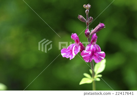 Cherry Sage Pinnaphore Purple Stream 22417641