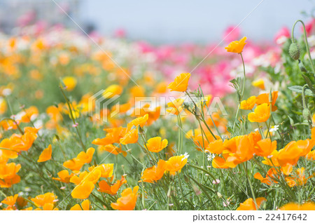 California poppy California poppy 22417642