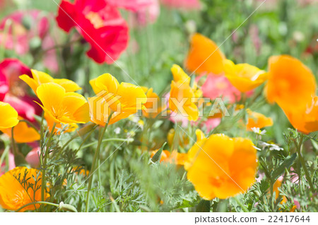 California poppy California poppy 22417644