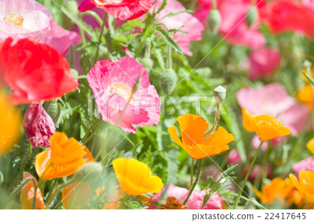 Chirley Poppies and California Poppies Chirley Poppies and California Poppies 22417645