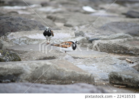 Kyosho Shiki 22418535