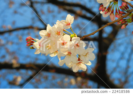 與大豆吉野的風景 22418586