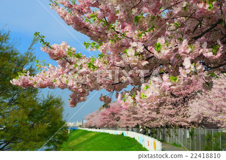 Landscape with cherry blossoms in urban agricultural park Landscape with cherry blossoms in urban agricultural park 22418810