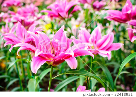 Lillium Oriental Rose Lily Belonica 22418931