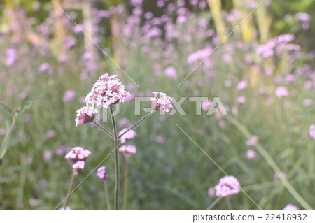 Beautiful Blooming Verbena field, Purple flower 22418932