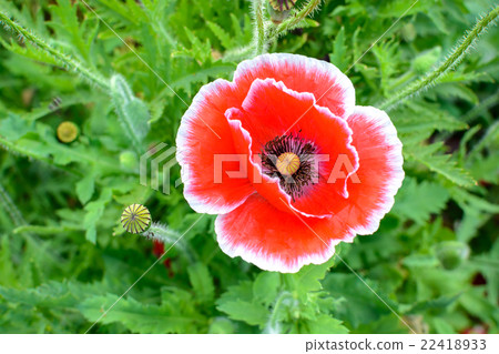 Close up of red opium poppy flower. 22418933