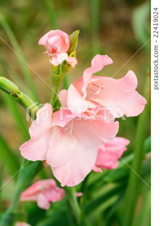 Gladiolus flower in the garden 22419024