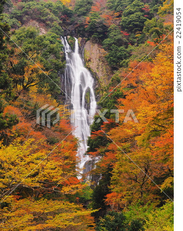 Kannawa Falls of autumn leaves 22419054