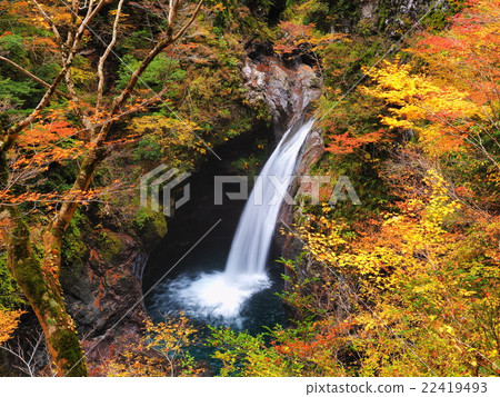 Autumnal colored waterfall of autumn leaves Autumnal colored waterfall of autumn leaves 22419493
