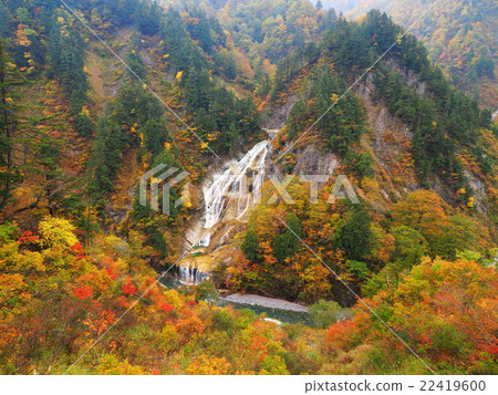 秋葉的Kushigataki 22419600