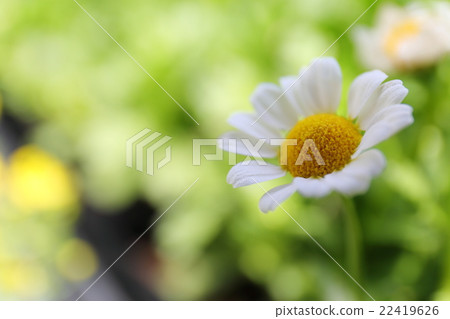 Chrysanthemum Paldosam（北極） 22419626