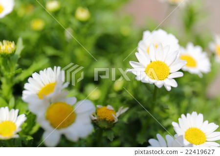Chrysanthemum Paldosam（北極） 22419627