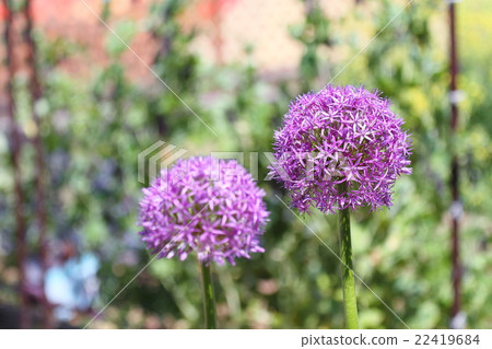 Allium gigantium flowers 22419684