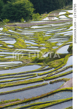 Maruyama Senjita 22419795