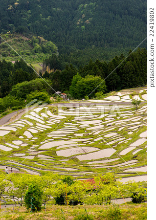 Maruyama Senjita 22419802