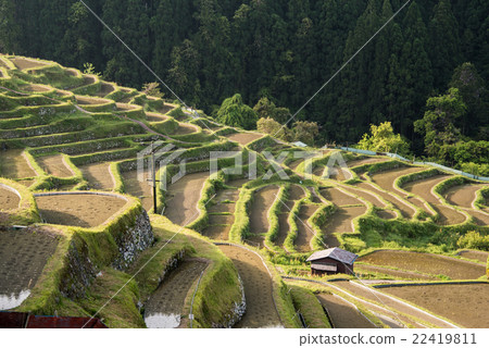 Maruyama Senjita 22419811