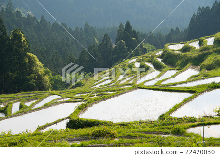 Maruyama Senjita 22420030