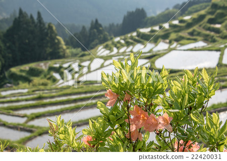 Maruyama Senjita 22420031