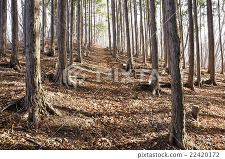 Mountain trails of plantations 22420172