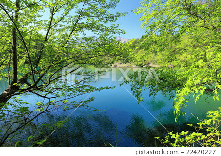 Bishamon swamp of fresh green and Aizu Bandai mountain 22420227