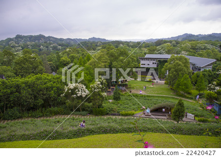 明德水庫薰衣草森林 油桐花 22420427