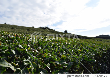 A tea field on a sunny day 22420577