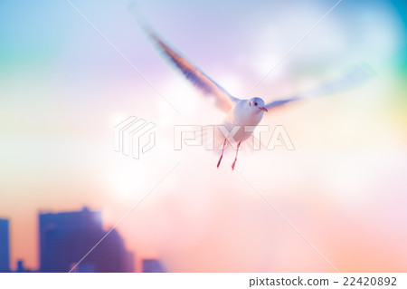 Motion Blur of Dove fly in the air with wings wide 22420892