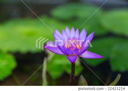 睡蓮（導演George T. Moore） 22421214