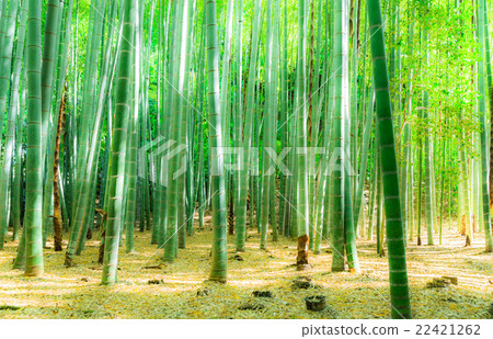 Spring bamboo grove Spring bamboo grove 22421262