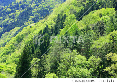 奧多摩春天 22421515