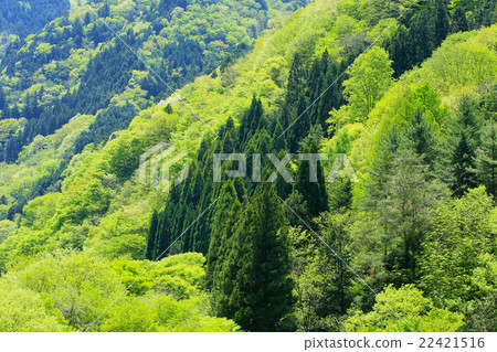 奧多摩春天 22421516