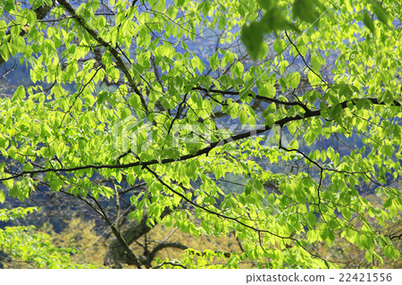 新鮮的綠色奧多摩 新鮮的綠色奧多摩 22421556