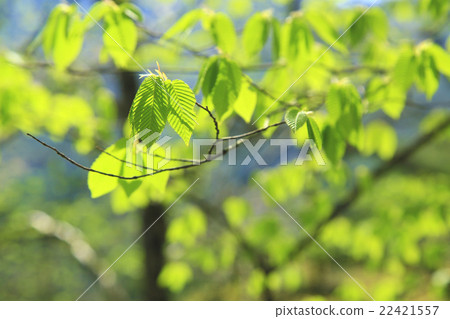 當我年輕的葉子 當我年輕的葉子 22421557