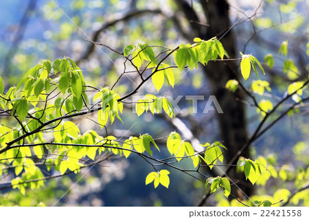 年輕葉子的季節 年輕葉子的季節 22421558