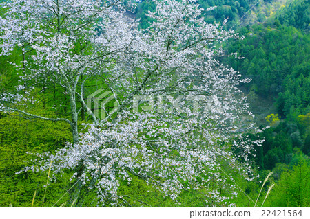 Yamazato的櫻花 Yamazato的櫻花 22421564