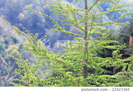 Karamatsu的新鮮綠色 Karamatsu的新鮮綠色 22421565