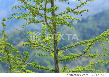 Karamatsu的新鮮綠色 Karamatsu的新鮮綠色 22421566