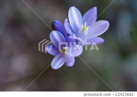 錫安國家公園 22421682