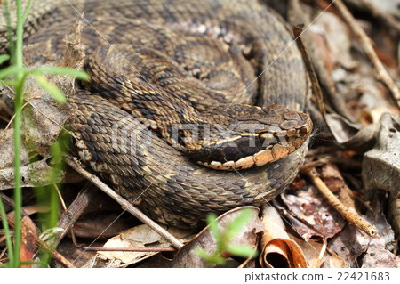 毒蛇 22421683