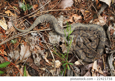 毒蛇 22421738