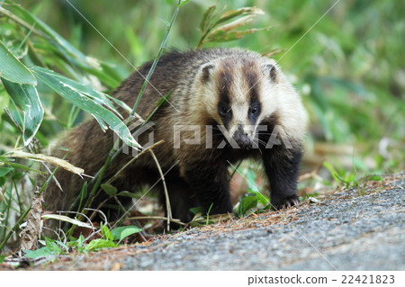 Badger 22421823