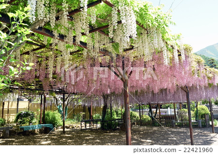 在松本市的Kokutoji寺的紫藤格子 22421960